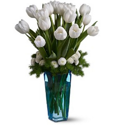 Winter White Tulips