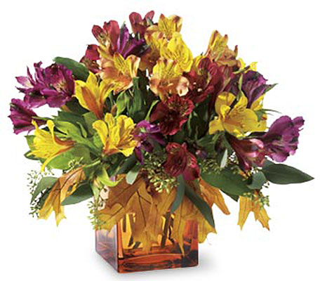 Autumn Alstroemeria