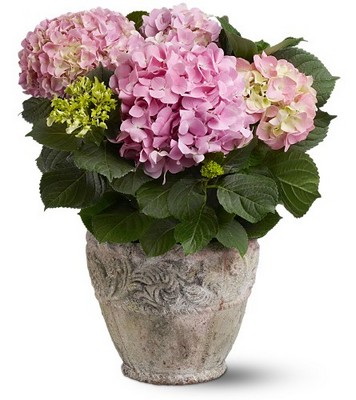 Pink Hydrangea