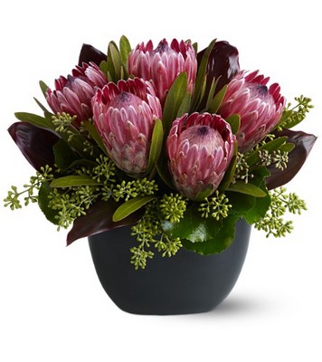 Positively Protea