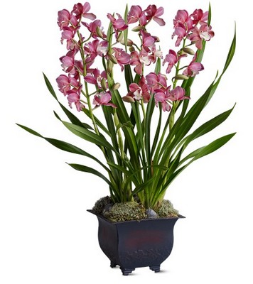 Simply Cymbidium