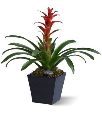 Bright Bromeliad