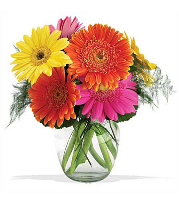 Teleflora's Fiesta Gerbera Vase