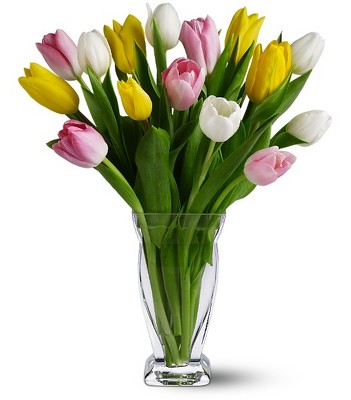 15 Mixed Tulip