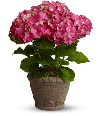 Teleflora's Heavenly Hydrangea