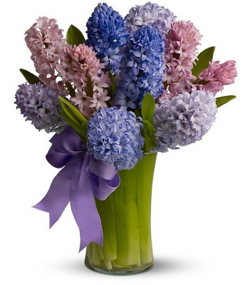 Fragrant Hyacinth