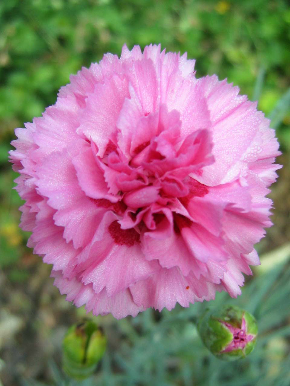 Carnation is the January Flower of the Month