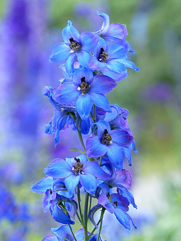 Delphinium or Larkspur is the July Flower of the Month